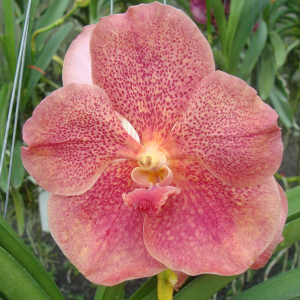 HV64 · Vanda Charles Goodfellow × Vanda Bitz’s Heartthrob