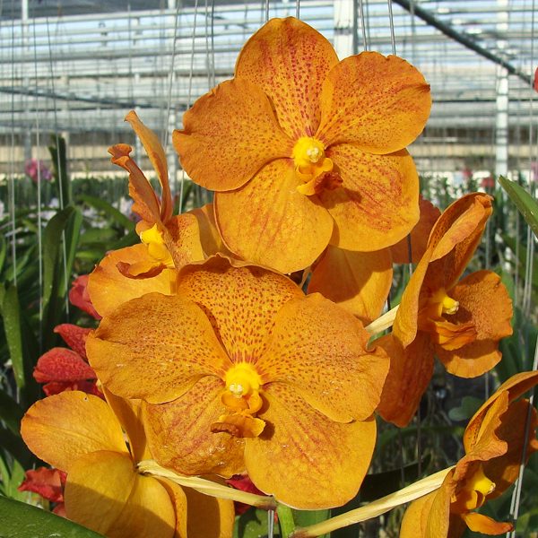 Vanda (Pimporn × Vascostylis Shigenori Yamanaka) × Vanda Bitz's Heartthrob orchid, flower number HV65
