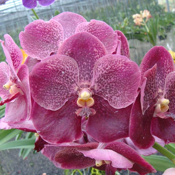 Vanda Kultana Gold-Chiengrai × Vanda Bitz's Heartthrob orchid, flower number HV66