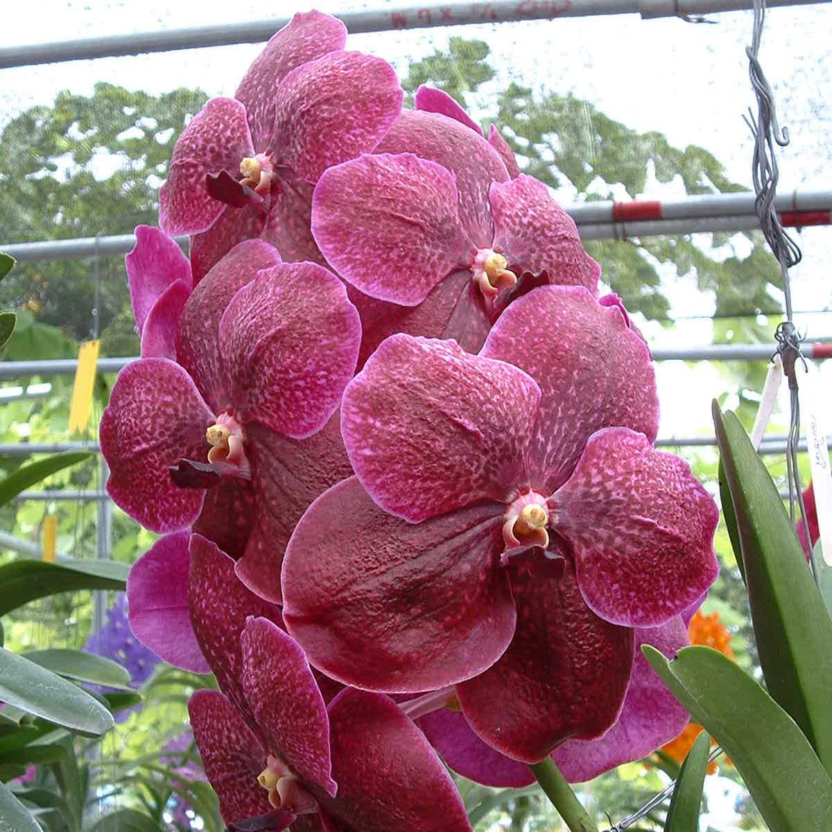 Vanda Robert's Delight × Vanda Blitz Hearthrob orchid, flower number HV77