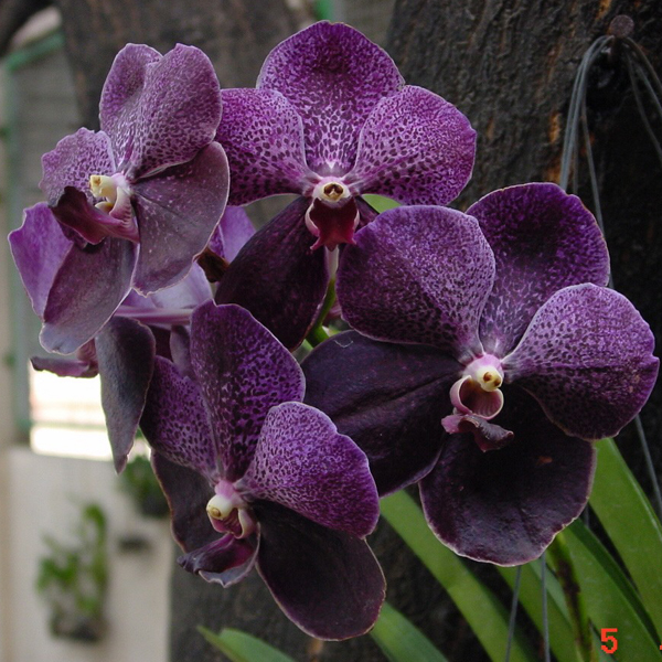 Vanda Robert's Delight 'Black' orchid, flower number HV83