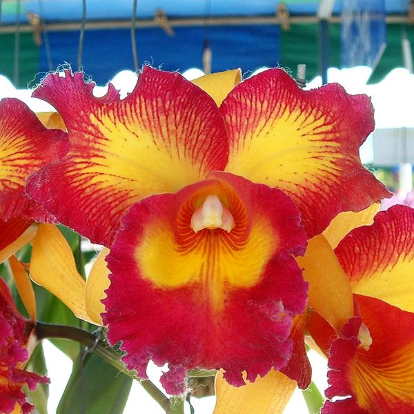 Brassolaeliocattleya Taiwan Queen 'Golden Monkey' HCC/AOS orchid, flower number KC01