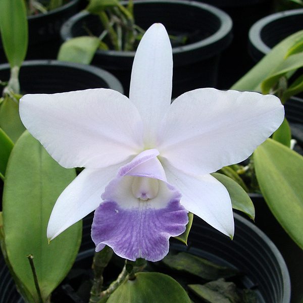 Laeliocattleya Mini Purple 'Blue Hawaii' AM/AOS orchid, flower number KC02