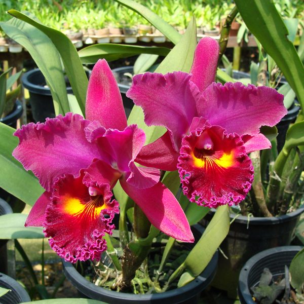 Brassolaeliocattleya Sanyang Ruby 'Kuan Long' AM/AOS orchid, flower number KC04