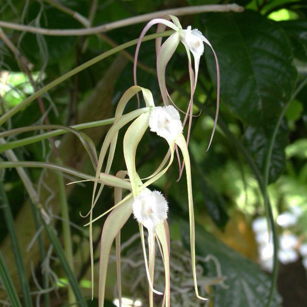 KC05 · Brassavola cucullata