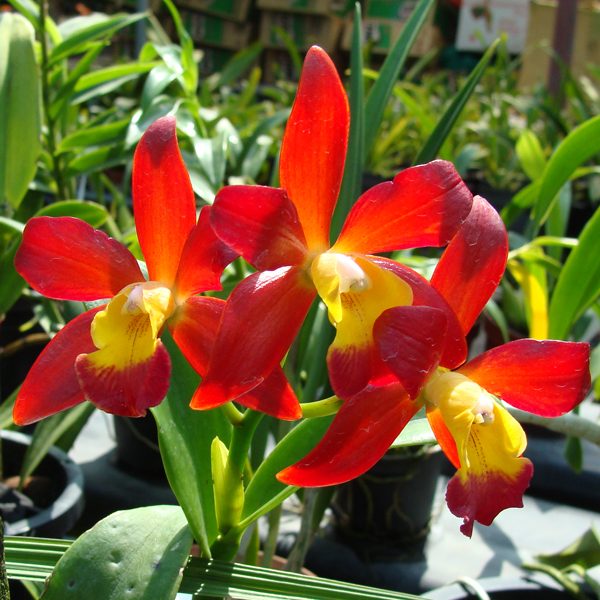 KC06 · Laeliocattleya Torashi Dell