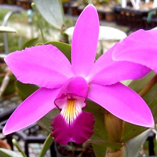 KC07 · Cattleya violacea ‘Muse’ FCC/AOS