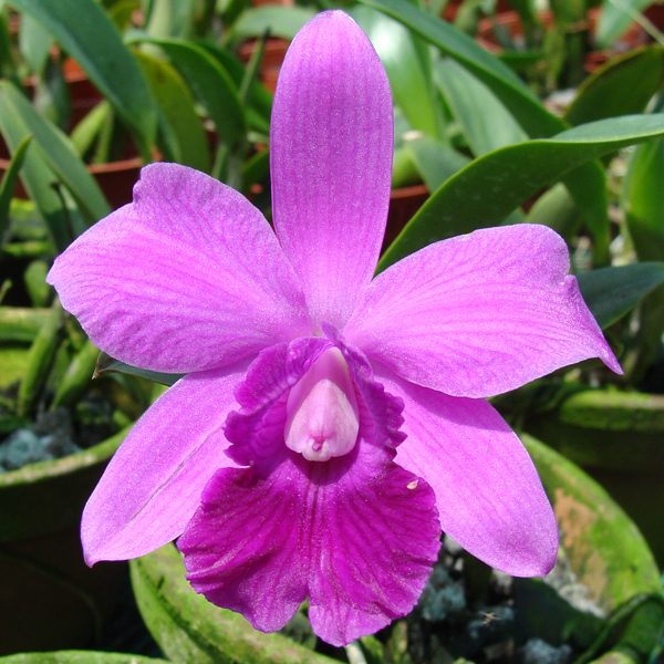 Laeliocattleya Mini Pink orchid, flower number KC08