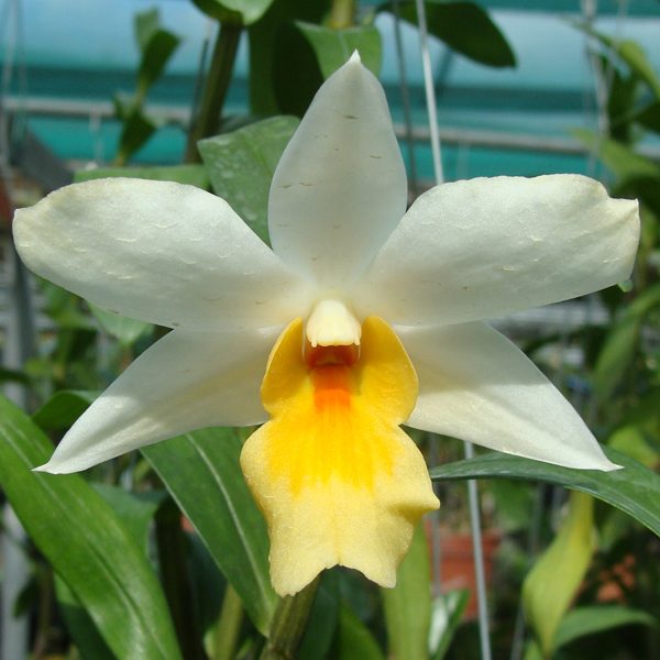 Dendrobium Frosty Dawn orchid, flower number KD01