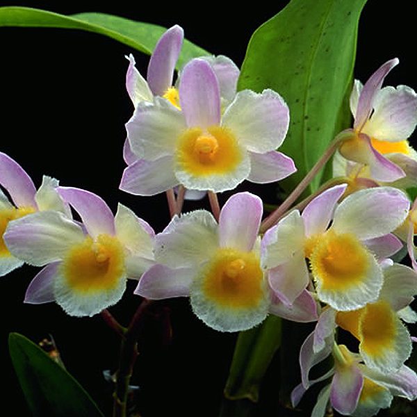 KD02 · Dendrobium farmeri