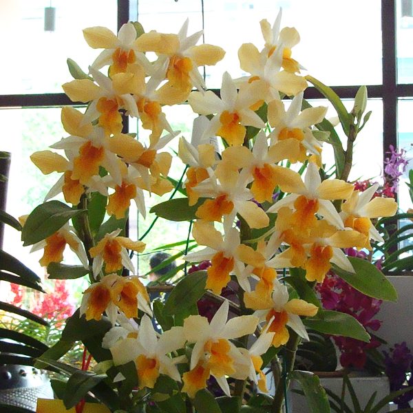 Dendrobium Hiroshi Tokunaga orchid, flower number KD03