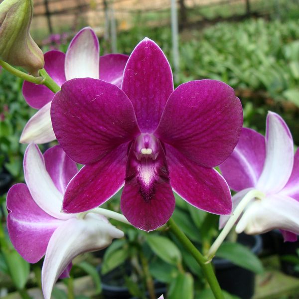 KD04 · Dendrobium Cyarack Red