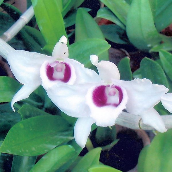 Dendrobium anosmum 'Semi-Alba' orchid, flower number KD06