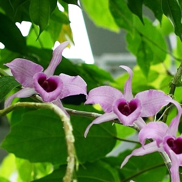 Dendrobium anosmum 'Pink' orchid, flower number KD07