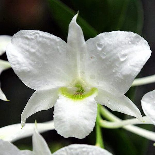 Dendrobium dearei orchid, flower number KD08