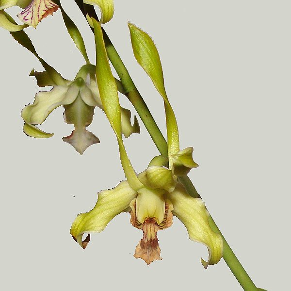 Dendrobium antennatum orchid, flower number KD11