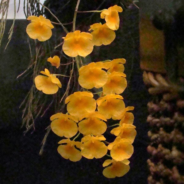 Dendrobium aggregatum orchid, flower number KD12