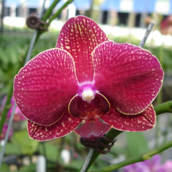 KHM101 · Doritaenopsis Taida Salu