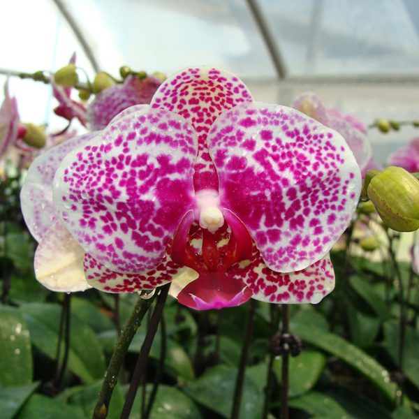 KHM1065 · Doritaenopsis I-Hsin Sun Beauty