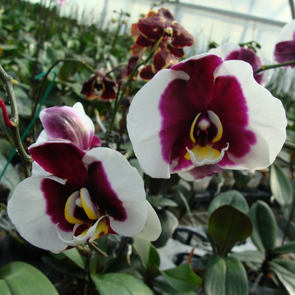 Phalaenopsis I-Hsin Spotted Deer orchid, flower number KHM1070