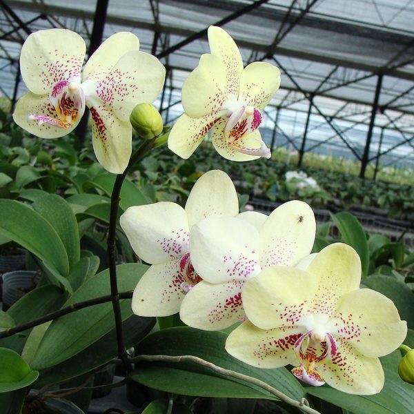 KHM1080 · Doritaenopsis I-Hsin Sun Beauty