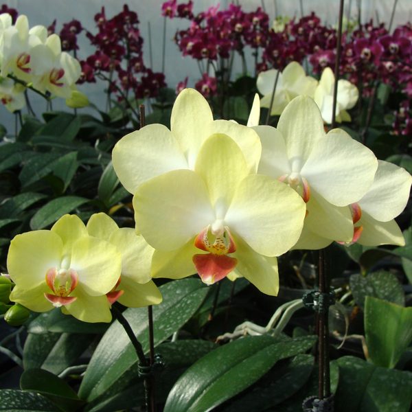 Phalaenopsis I-Hsin Kabuki orchid, flower number KHM1112