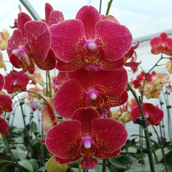 Doritaenopsis I-Hsin Picture orchid, flower number KHM1372