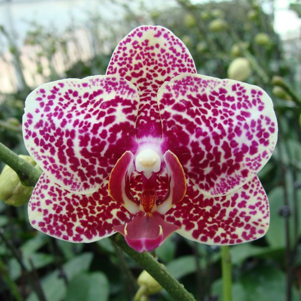 KHM1418 · Doritaenopsis I-Hsin Wild Fancy