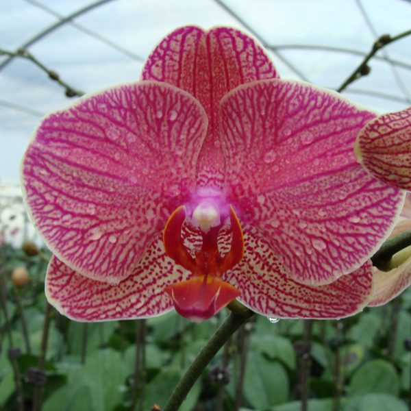 KHM171 · Doritaenopsis I-Hsin Sesame