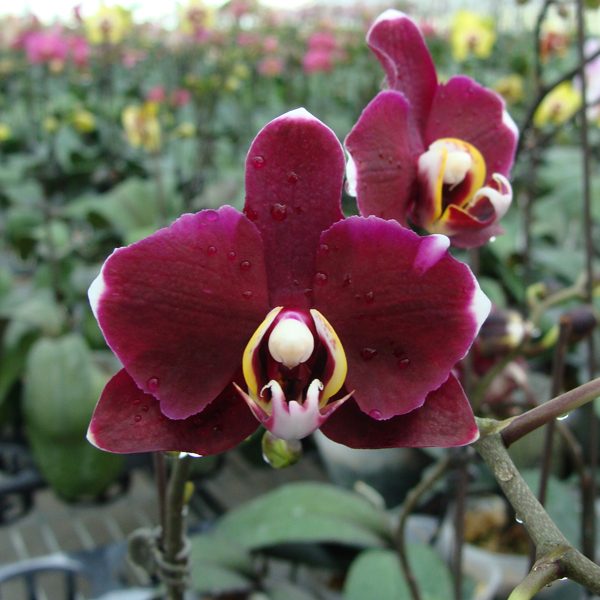 KHM211 · Doritaenopsis I-Hsin Black Jack