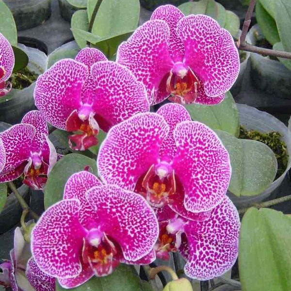 KHM518 · Doritaenopsis Leopard Prince