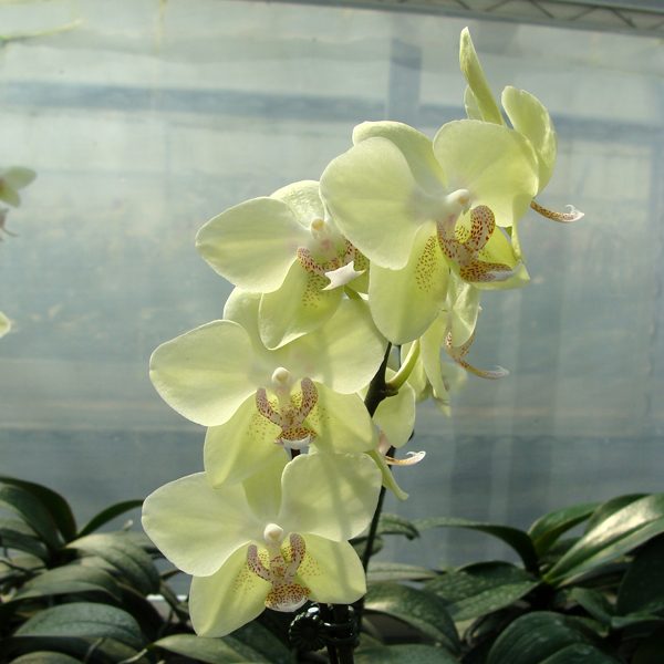 Phalaenopsis Popcorn Ball orchid, flower number KHM864