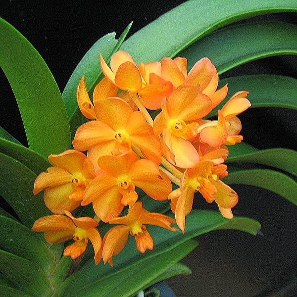 KR82 · Rhynchostylis Gigantea × Bangkhintian Gold