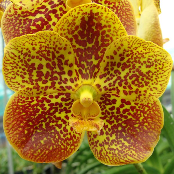 Vanda Varut Rewpard × Vanda Jaophaya Supply orchid, flower number KV102