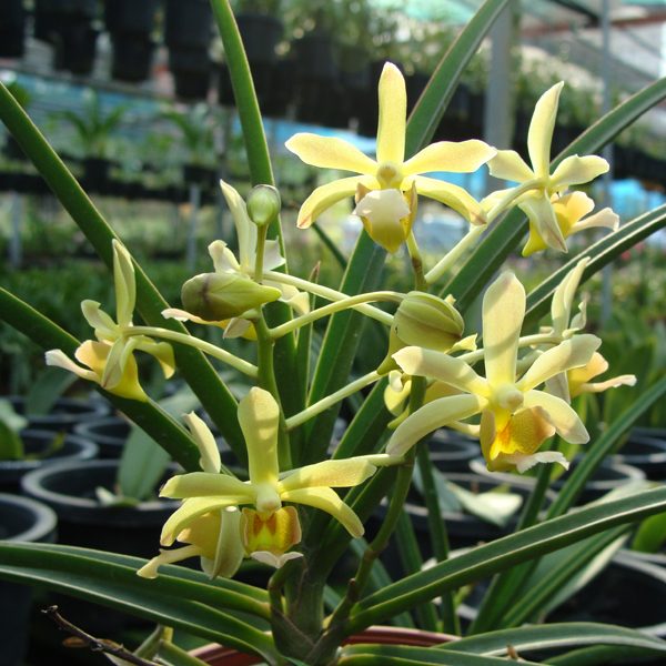 KV103 · Paraphalaenopsis Sunny Yellow × Christensonia Vietnamica