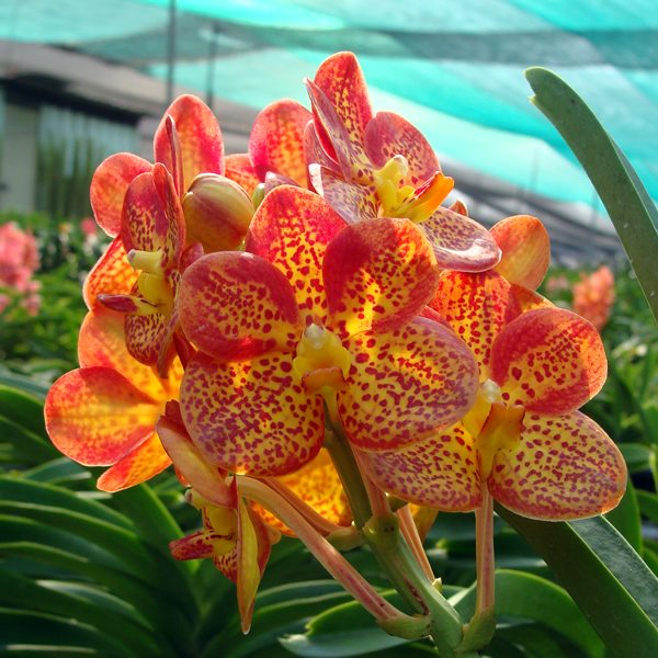 Ascocenda Yip Sum Wah × Vanda Lenachai orchid, flower number KV104