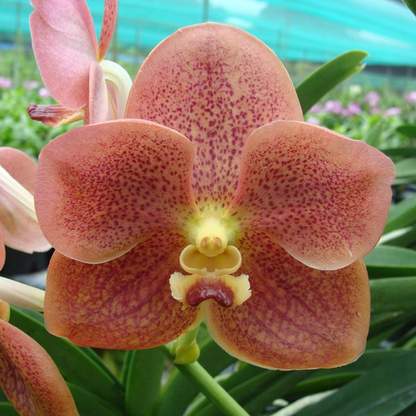 Vanda Cheok × Varavuth orchid, flower number KV105