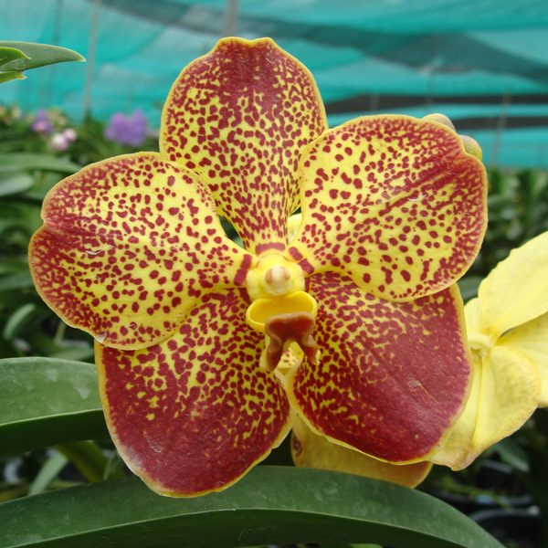 KV106 · Vanda Kenny Gold × Five Friendship