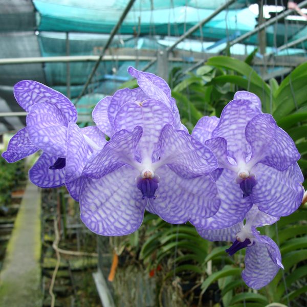 Vanda Species coerulea orchid, flower number KV107