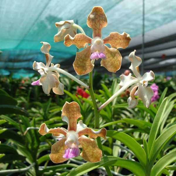 Vanda Tessellata orchid, flower number KV108