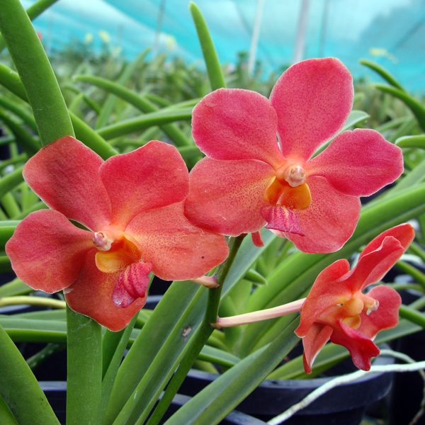 KV109 · Vanda Josephine van Brero × Ascocenda Yip Sum Wah