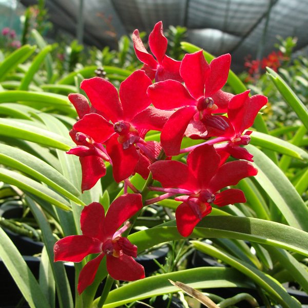 KV110 · Mokara Sayan × Ascocenda Meda Arnold