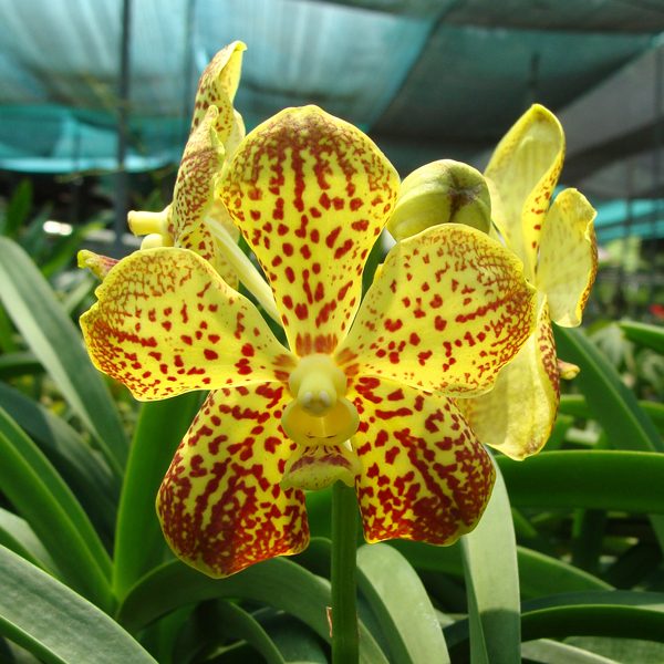 KV111 · Vanda Bangkhuntian Gold × Chao Praya Sapphire
