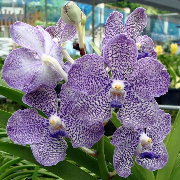 Vanda Manuvadee × Mimi Palmer orchid, flower number KV112