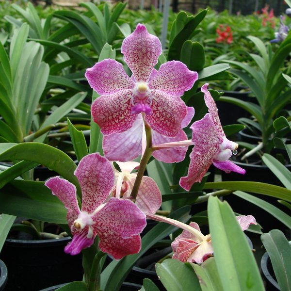 Vanda Kasem Delight × Tessellata orchid, flower number KV113