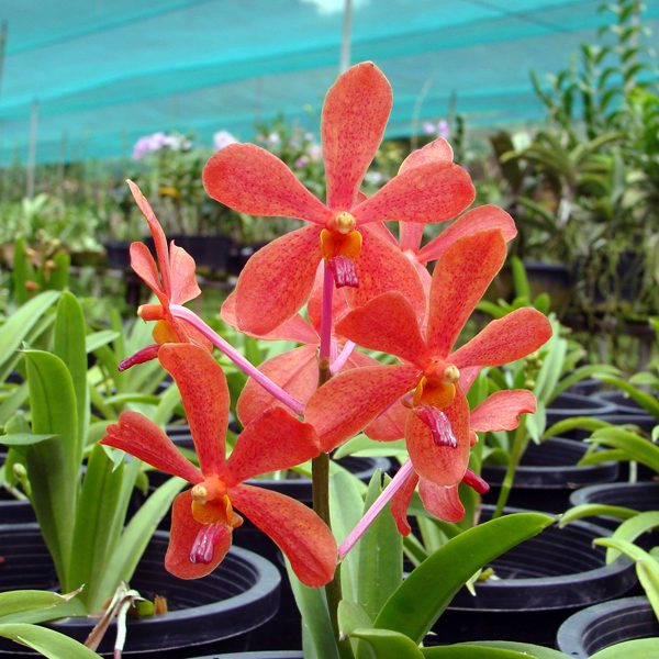 KV114 · Mokara Sayan × Ascocenda Meda Arnold