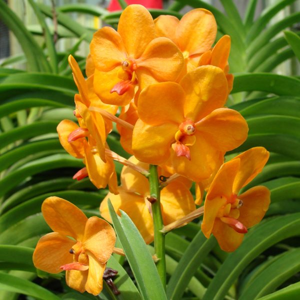 KV115 · Ascocenda Jiraprapa × Vanda denisoniana × Ascda Yip Sum Wah
