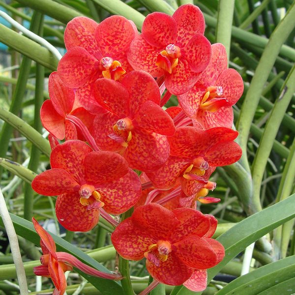 Ascocenda Bicentennial 'Carmela' AM/AOS orchid, flower number KV116