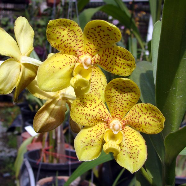 KV117 · Trichoglottis Fasciata × Vanda denisoniana