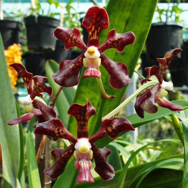 Vanda merrillii × Vanda denisoniana orchid, flower number KV118